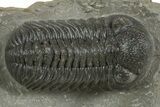 Detailed Morocops Trilobite - Ofaten, Morocco #345187-1